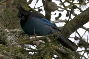 Steller's Jay