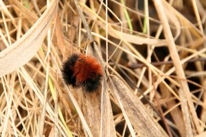 Woolly bear caterpillars curl up in a ball to protect their soft underparts. Striped skunks are the only animal patient enough to pluck each bristle off in order to eat the caterpillar.