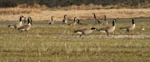 Canada geese flock to fields to forage on waste grain and tender plants