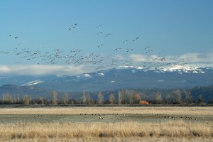 As social birds, Canada geese flock together all year except when nesting