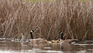 Goslings stay with their parents until the next spring 