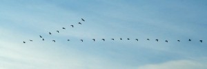 Flying in a "V" formation enables Canada geese to conserve energy, maintain visual contact with other geese and avoid collisions