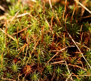 Stalks support small capsules that hold spores for the next generation