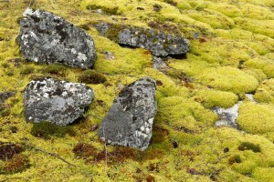 Carpets of moss act like giant sponges and soak up rain which reduces runoff and helps prevent flooding