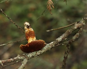 Squirrels stash mushrooms in trees or on stumps to dry for a mid-winter meal