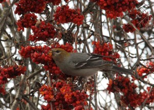 A pine grosbeak feeds on mountain-ash berries