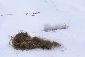 By the signs left on the snow, a coyote probably heard a rodent beneath the snow and excavated the rodent's nest for a meal