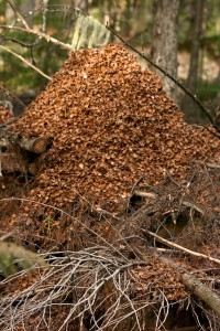 In a midden, cones are buried beneath a pile of cone scales that the squirrel removes to eat the seeds