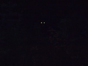 The body behind the eye shine can be difficult to identify unless a light illuminates it. In this case, car headlights eventually illuminated a black bear. 