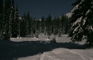 Snow reflecting moonlight and tracks left in the snow help us see what animals are active at night