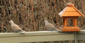 Eurasian collared-doves are relative newcomers to Boundary County, Idaho and are frequent visitors to bird feeders