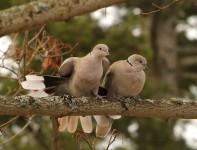 Eurasian collared-doves