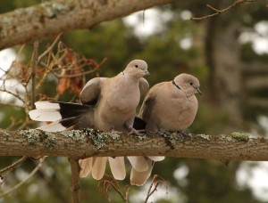 Eurasian collared-doves can be identified by the black collar on the back of their necks