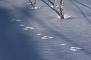 A snowshoe hare's large feet enable it to stay on top of the snow. Their hind feet can spread as wide as 4.5 inches to increase surface area.