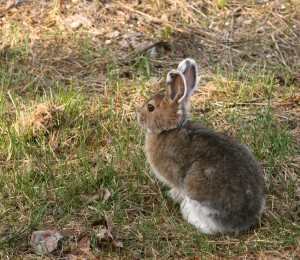 Snowshoe hares take 70 to 90 days to complete their molt