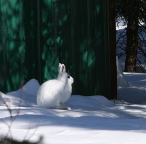 In most portions of their range, snowshoe hares molt into a white winter coat. In the southern portions of their range, some hares remain brown year-round.