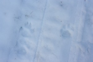 Both a wolf (left) and a cougar (right) were traveling on a Forest Service road frequented by snowmobilers and skiers