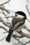 Black-capped chickadee