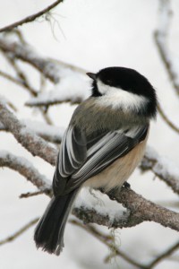 During the winter, black-capped chickadees gain ten percent of their body weight in fat each day just to shiver it off at night