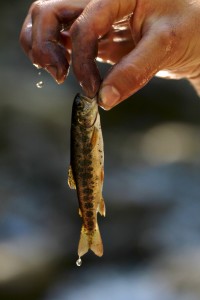 Fish obtain oxygen from the water they take in through their mouths and pass over their gills