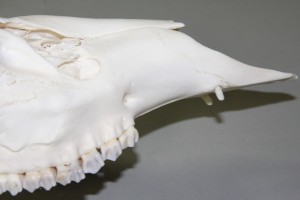 The upper canine teeth of white-tailed deer are not as large as those of elk