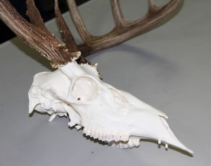 A white-tailed deer with upper canine teeth harvested in Boundary County, Idaho
