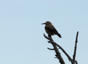 The Clark's nutcracker uses it long, sharp bill to hammer open ripe cones to obtain seeds 