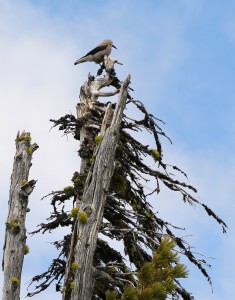 The Clark's nutcracker is a member of the corvid family which includes gray jays, crows and ravens