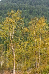 The bright green leaves begin to emerge after the catkins (flowers) have emerged