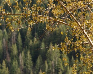 Male and female flowers are produced on separate trees and the female catkins (flowers) give rise to the plumes of cottony seeds