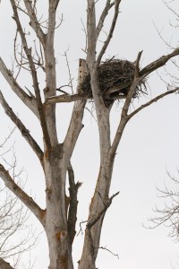 Eagles commonly build their large nests in the upper limbs of cottonwood trees
