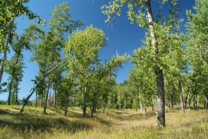 Cottonwoods grow on some of the islands in the Kootenai River and are identified by their thick, deeply-furrowed gray bark