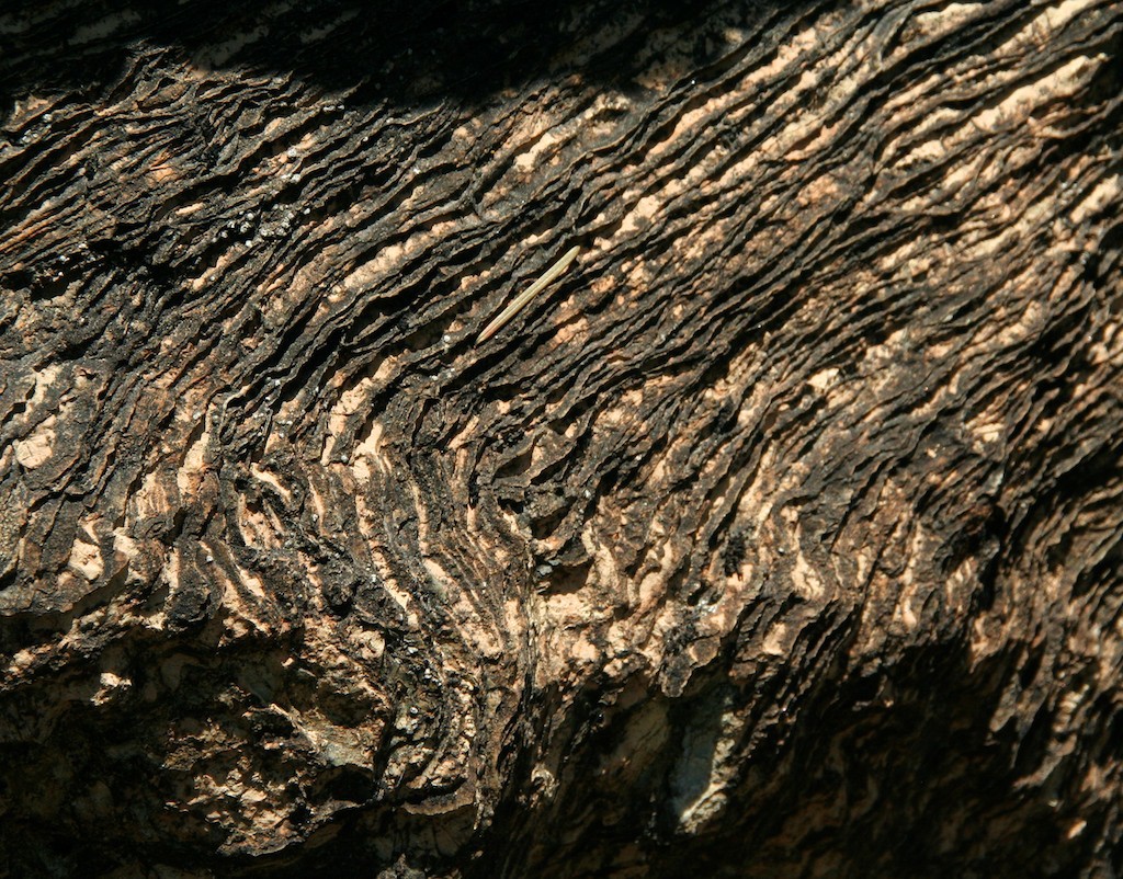 Alternating organic-rich (dark) and sediment-rich (light) layers can be seen in this stromatolite
