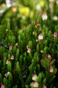 White mountain-heather is an evergreen plant that grows at high elevations