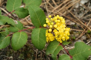 Oregon-grapes have a waxy coating on their leaves to prevent water loss