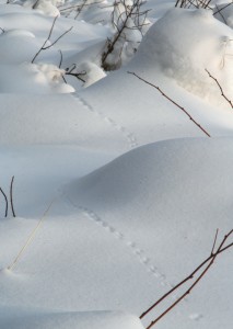 The trails of mice, voles, lemmings and shrews are often seen more in winter than the animals themselves