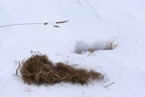 Predators can find voles, lemmings and mice beneath the snow