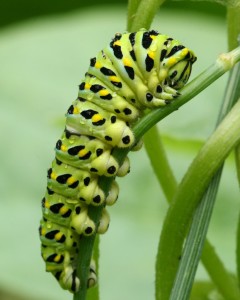 Black swallowtail caterpillars use black and yellow coloration to warn predators of their toxicity