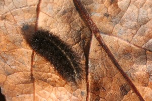 Bristles and hair protect some caterpillars from predators