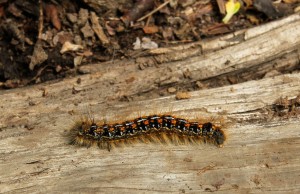 Some caterpillars use multiple tactics, such as hair and colors, to deter predators