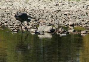 A great blue heron is poised to strike prey with its S-shaped neck