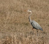 Great blue heron