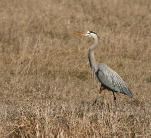 Herons look for food, such as voles, in grassy areas