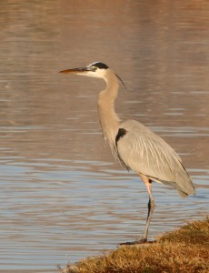 For their impressive size of 38 to 54 inches tall, great blue herons only weigh five to six pounds