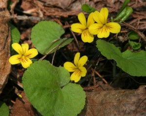 Round-leaved violet (Viola orbiculata)