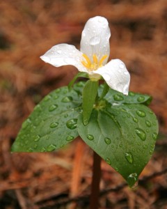 Western white trillium