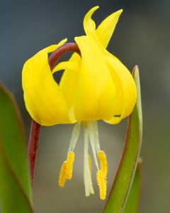 Yellow glacier lily