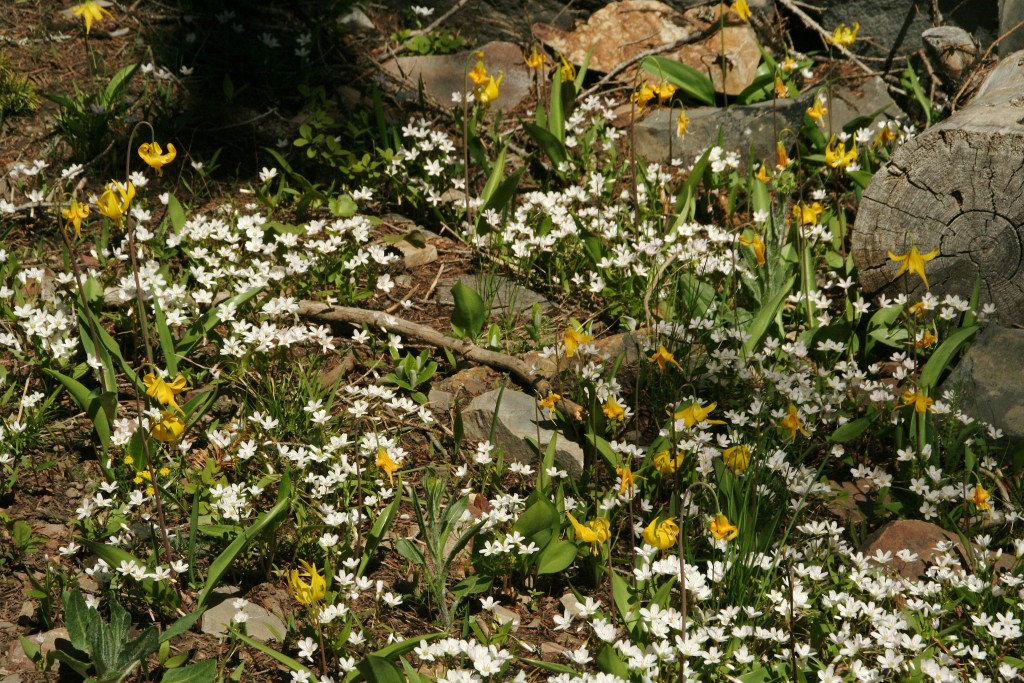 Yellow glacier lilies and western spring beauty blooming in rocky meadow.