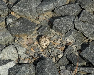 A simple type of nest is a cleared area for eggs such as this killdeer nest