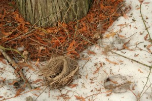 A cup nest that has fallen out of a tree